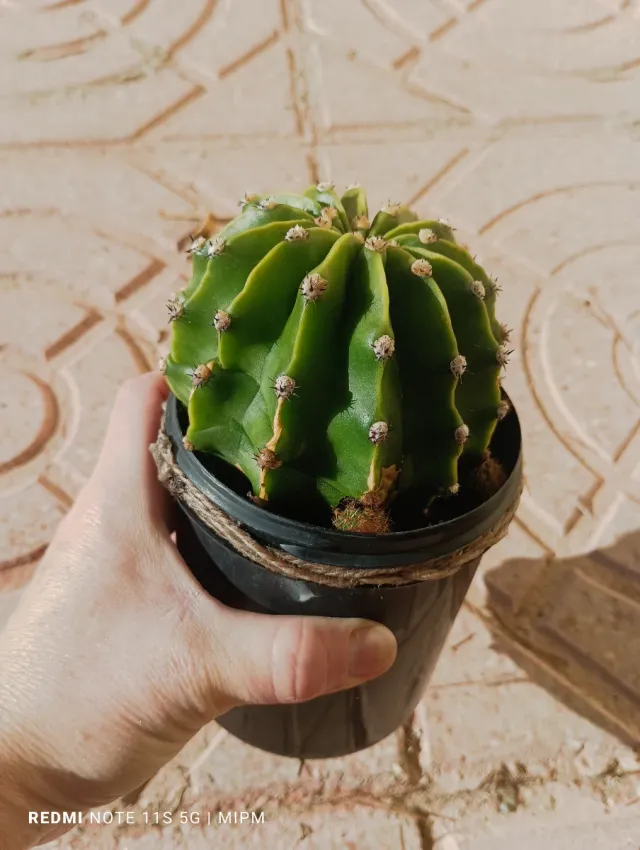 Echinopsis con hijuelos