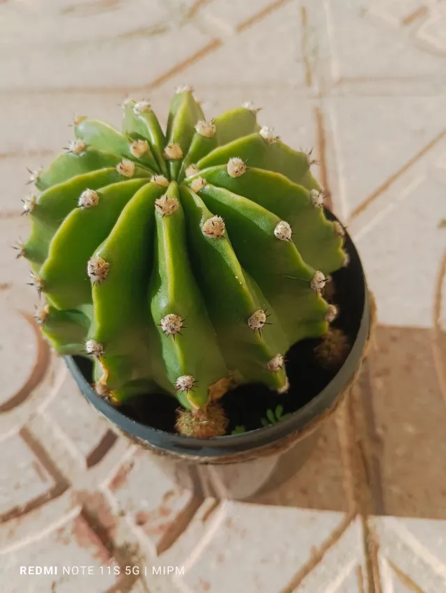 Echinopsis con hijuelos
