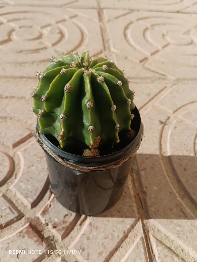 Echinopsis con hijuelos