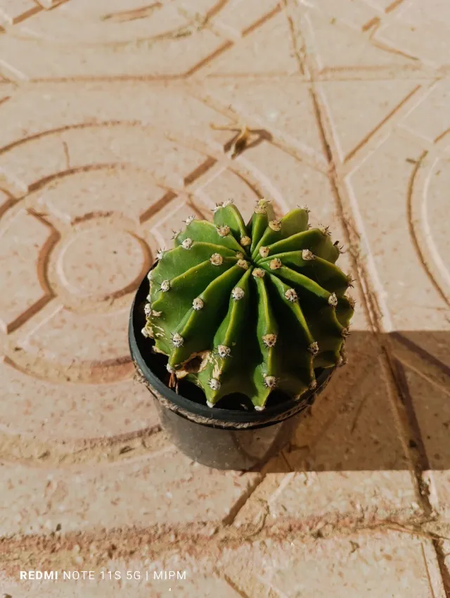 Echinopsis con hijuelos