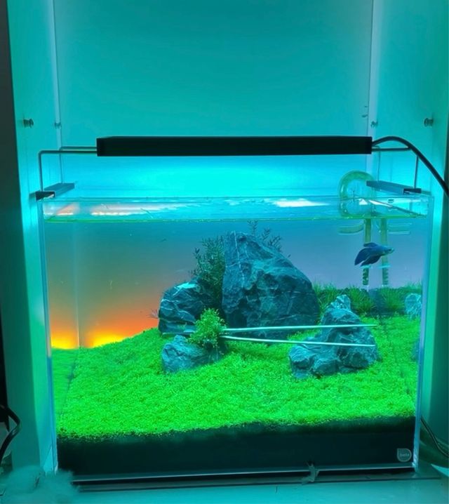 Kit Acuario Beta Óptico 40x30x30 aquascaping