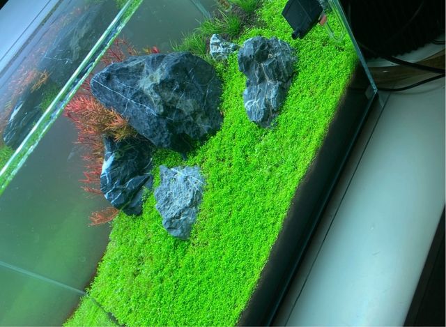 Kit Acuario Beta Óptico 40x30x30 aquascaping