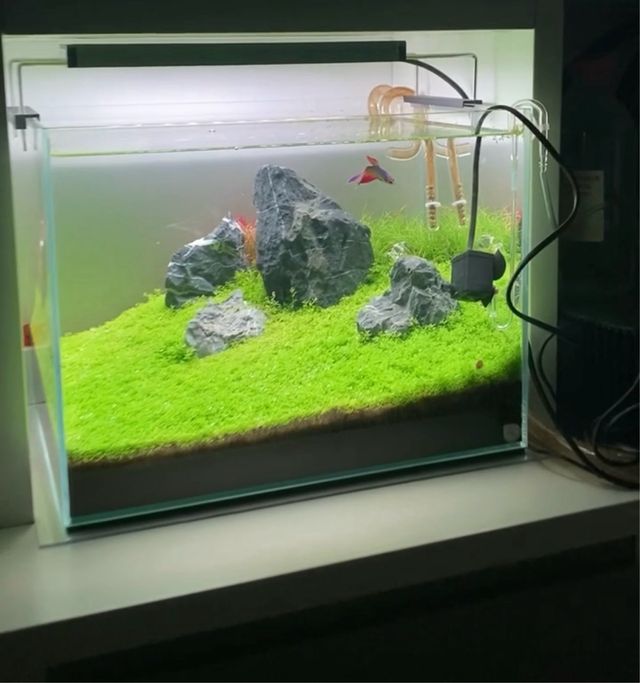 Kit Acuario Beta Óptico 40x30x30 aquascaping