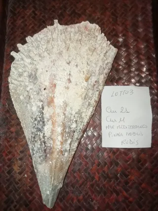 Conchiglia Pinna Nobilis Rudis Mediterraneo