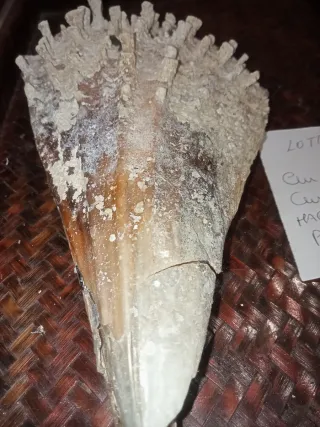 Conchiglia Pinna Nobilis Rudis Mediterraneo