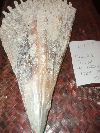 Conchiglia Pinna Nobilis Rudis Mediterraneo