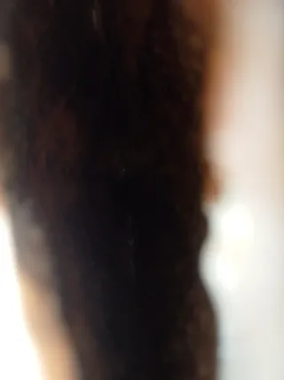 Conchiglia Pinna Nobilis Rudis Mediterraneo