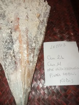 Conchiglia Pinna Nobilis Rudis Mediterraneo