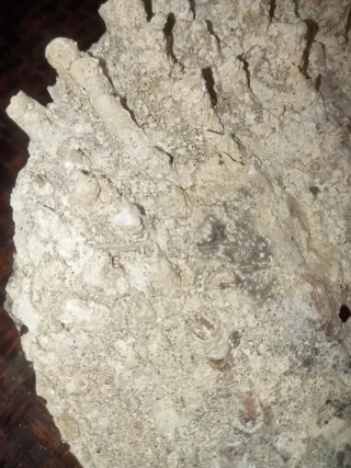 Conchiglia Pinna Nobilis Rudis Mediterraneo