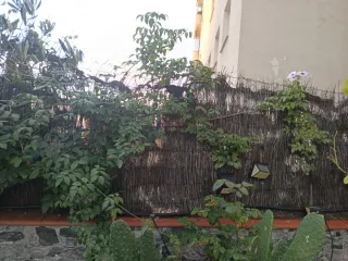 Planta de interior con maceta