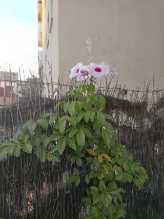 Planta de interior con maceta