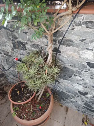 Planta de interior con maceta