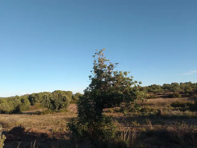 Terreno rústico en Vilamarxant