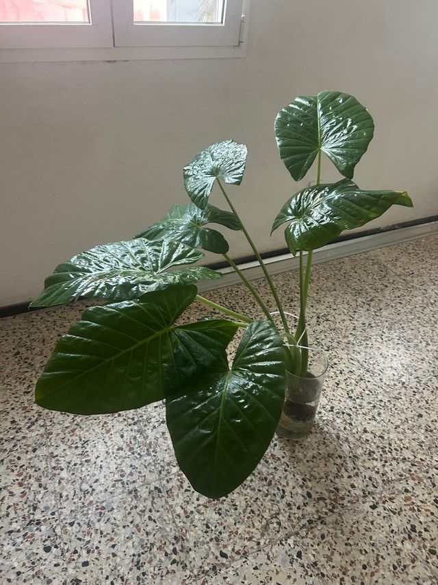 Oreja de elefante / ñamera