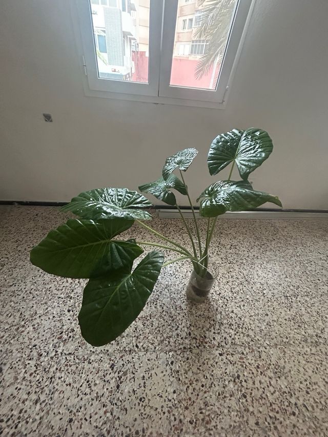 Oreja de elefante / ñamera