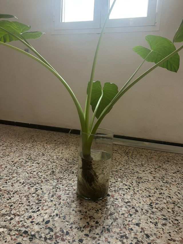 Oreja de elefante / ñamera