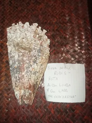 Pinna Nobilis Rudis - Mar Mediterraneo
