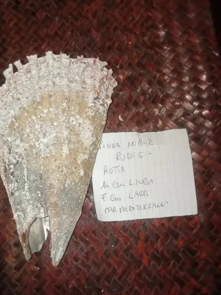 Pinna Nobilis Rudis - Mar Mediterraneo