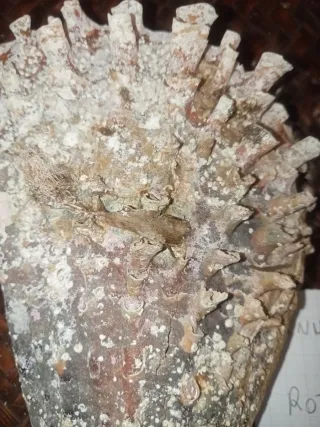 Pinna Nobilis Rudis - Mar Mediterraneo