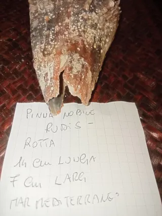 Pinna Nobilis Rudis - Mar Mediterraneo