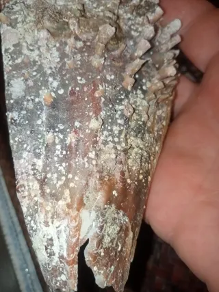 Pinna Nobilis Rudis - Mar Mediterraneo