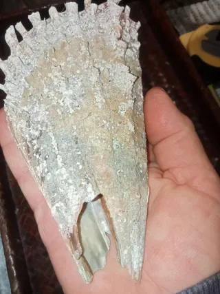 Pinna Nobilis Rudis - Mar Mediterraneo