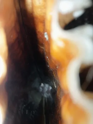 Pinna Nobilis Rudis - Mar Mediterraneo