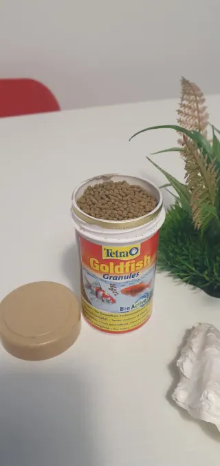 Accessori per acquario: piante e conchiglie