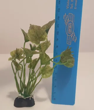 Accessori per acquario: piante e conchiglie