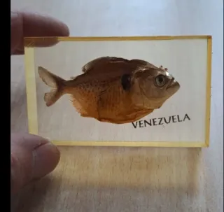 Piranha conservato in resina Souvenir Venezuela