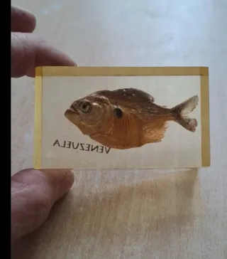 Piranha conservato in resina Souvenir Venezuela