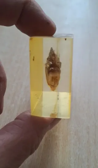 Piranha conservato in resina Souvenir Venezuela