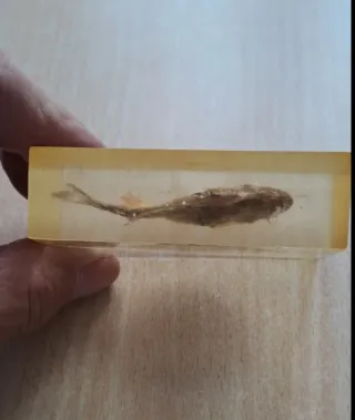 Piranha conservato in resina Souvenir Venezuela