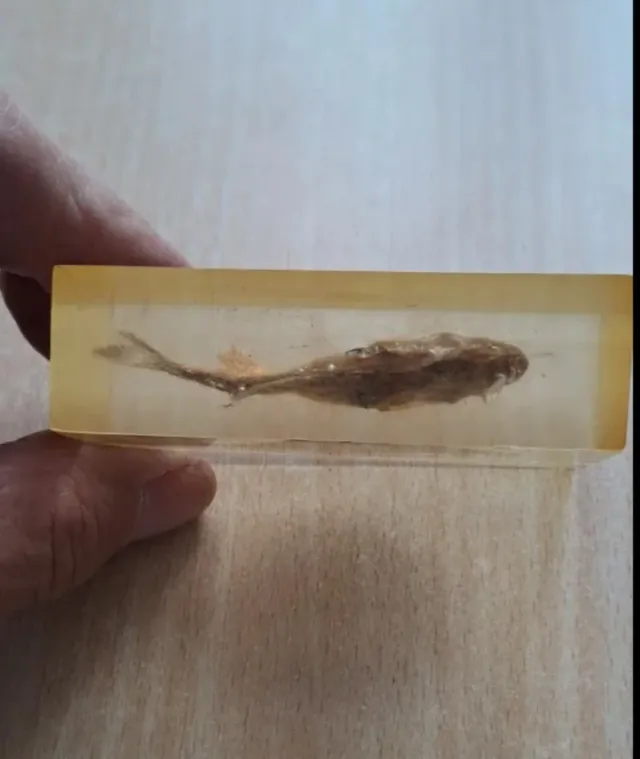 Piranha conservato in resina Souvenir Venezuela