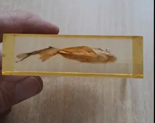 Piranha conservato in resina Souvenir Venezuela