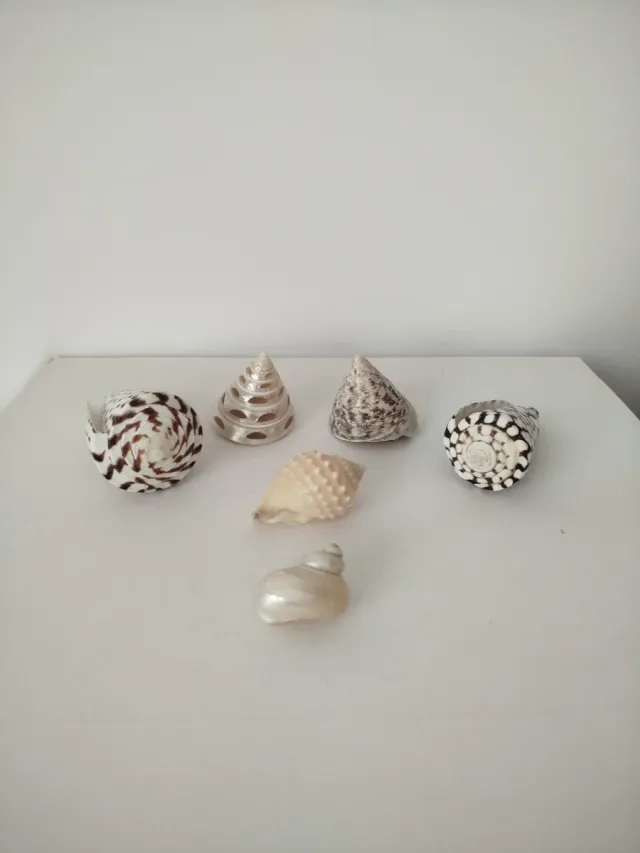 Colección de conchas marinas