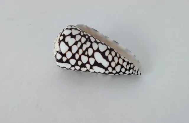 Colección de conchas marinas