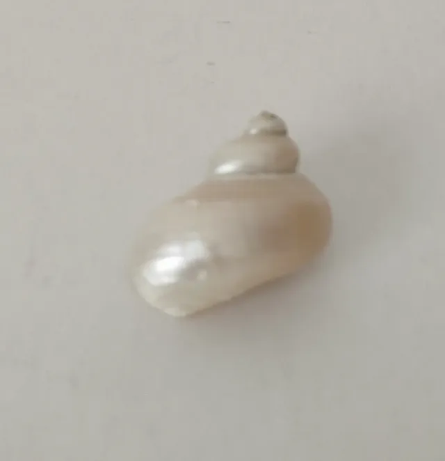 Colección de conchas marinas