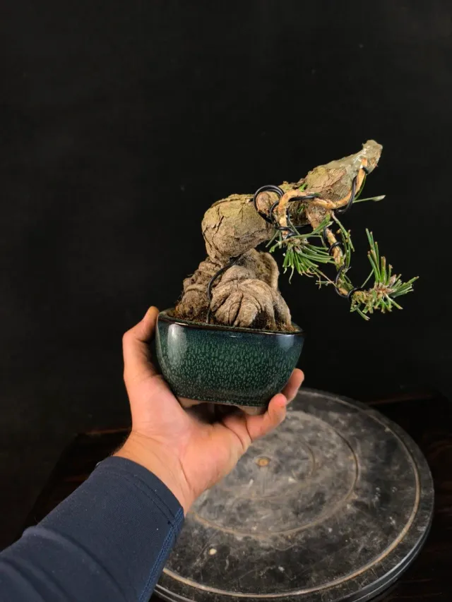 Bonsai Pino Thunbergii