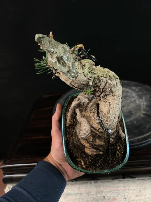 Bonsai Pino Thunbergii