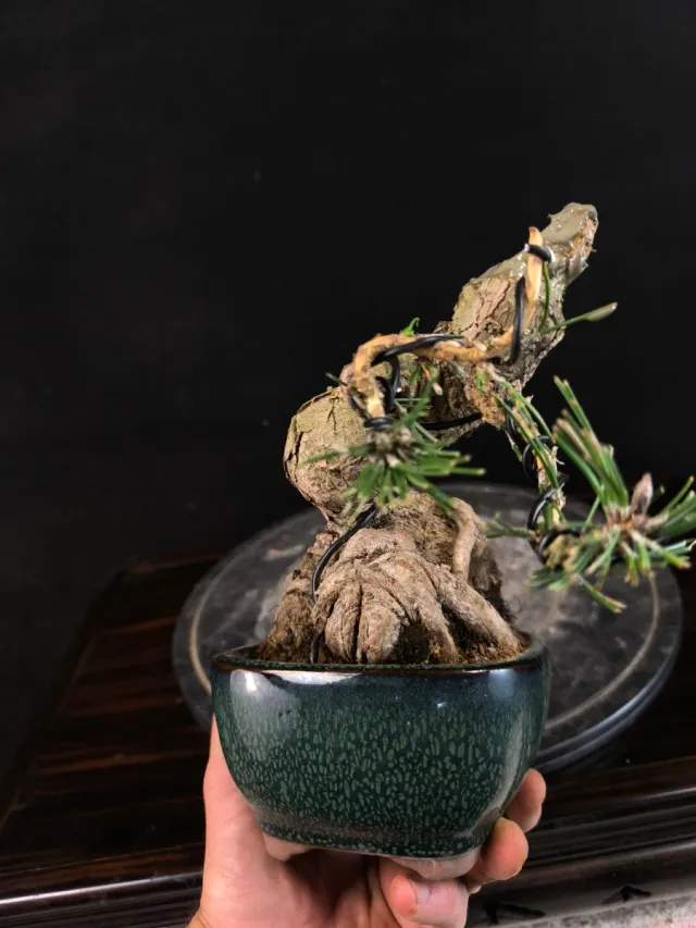 Bonsai Pino Thunbergii