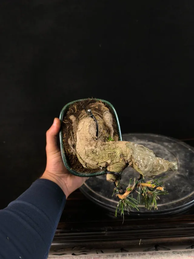 Bonsai Pino Thunbergii