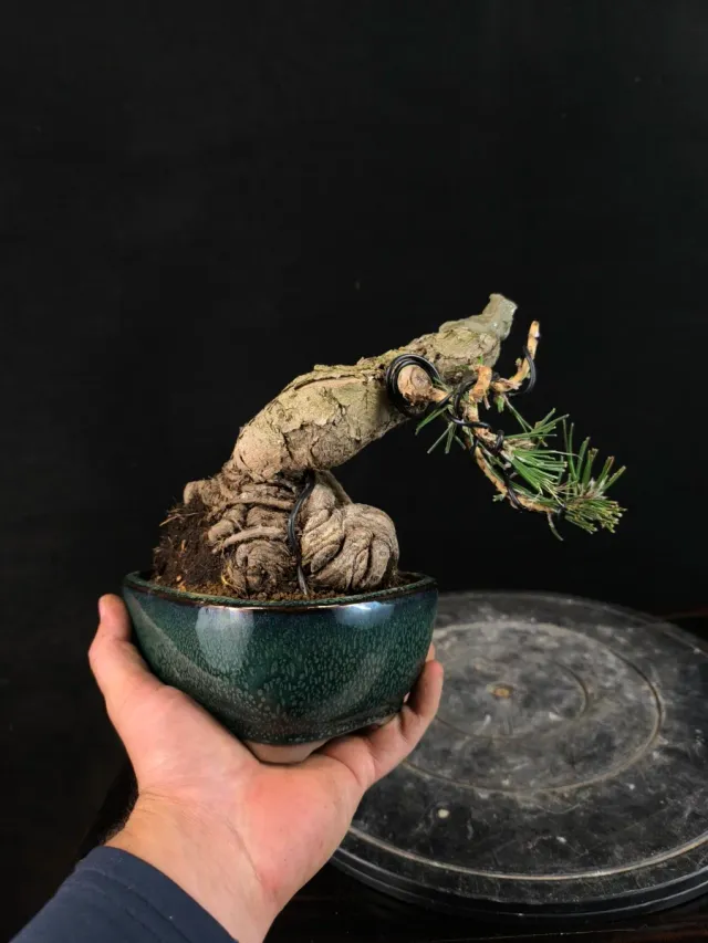 Bonsai Pino Thunbergii