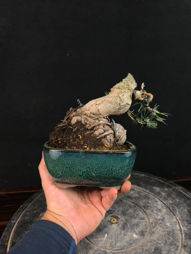 Bonsai Pino Thunbergii