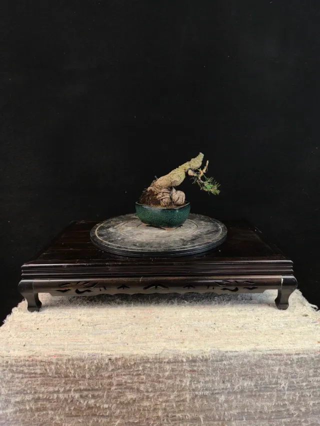 Bonsai Pino Thunbergii