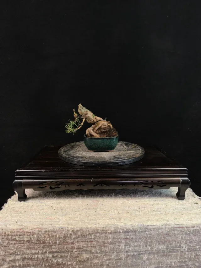 Bonsai Pino Thunbergii