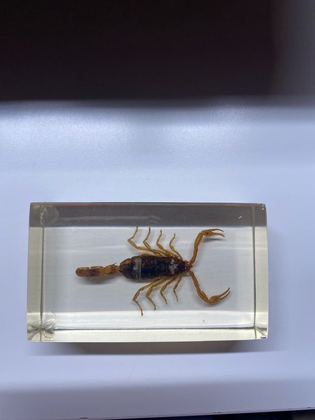 Escorpión en Metacrilato