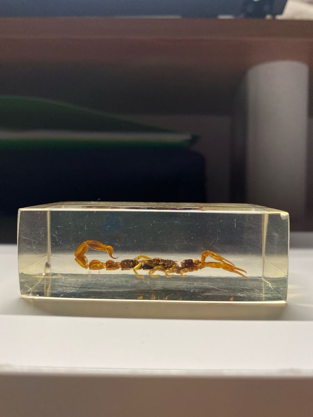 Escorpión en Metacrilato