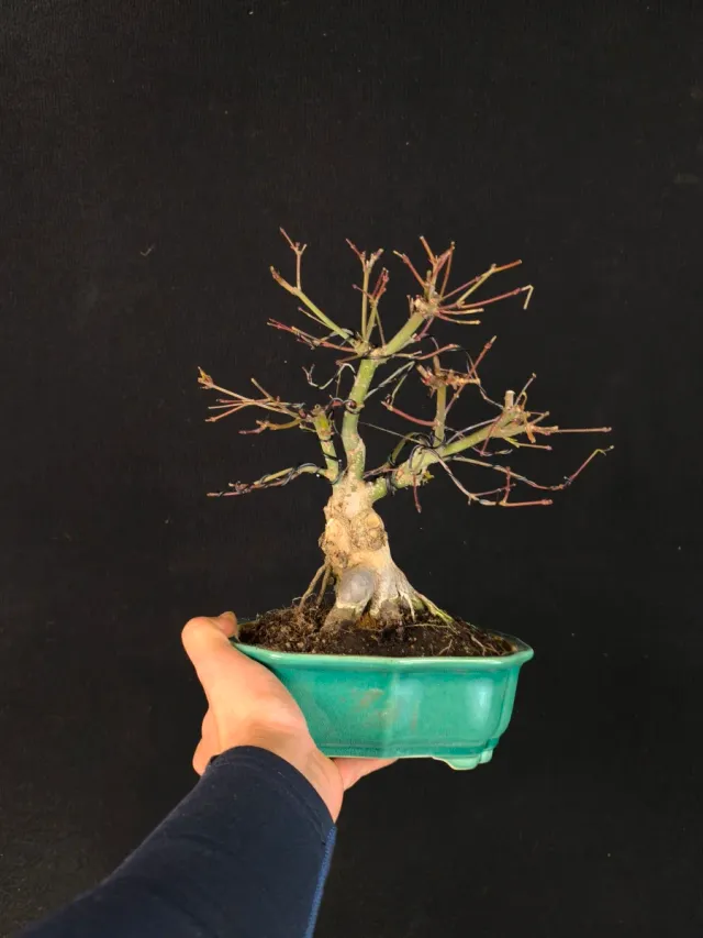 Bonsai Arce Deshojo