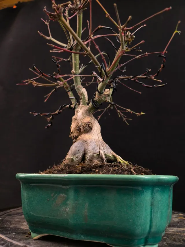 Bonsai Arce Deshojo